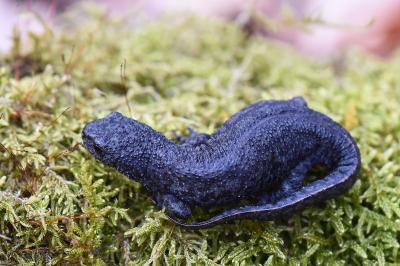 Triton alpestre 