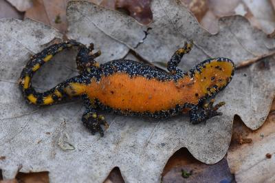 Ichthyosaura alpestris