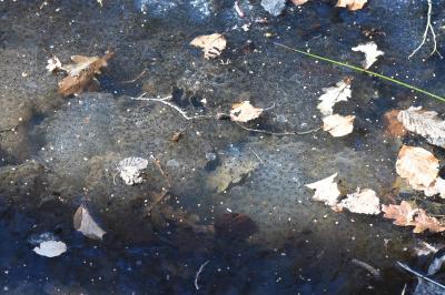 Grenouille rousse 