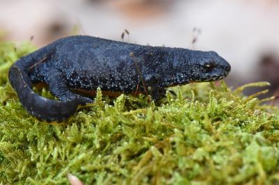 Triton alpestre 