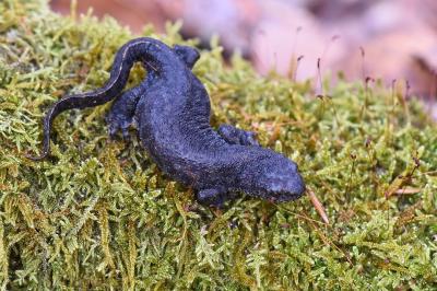Triton alpestre 