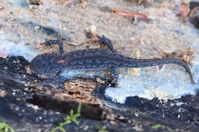 Triton alpestre 