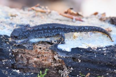 Triton alpestre 