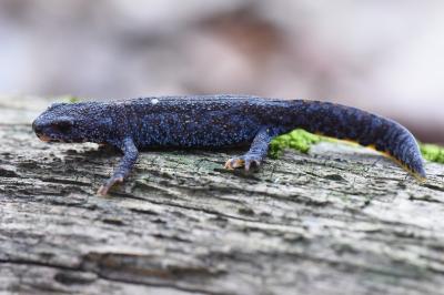 Triton alpestre 