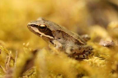 Rana dalmatina