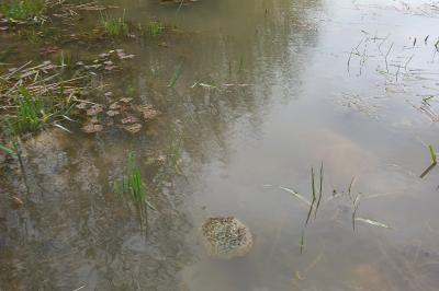 Grenouille agile 