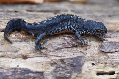 Ichthyosaura alpestris