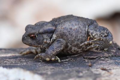 Crapaud