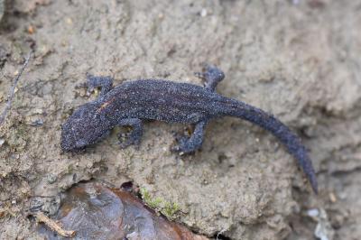 Triton alpestre 