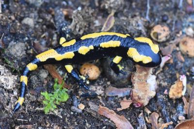 Salamandre tachetée 