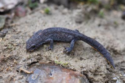 Triton alpestre 