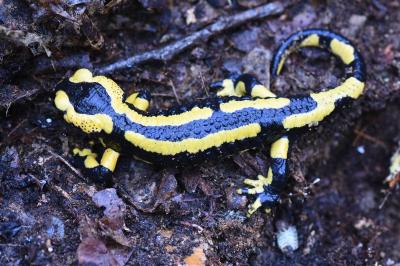 Salamandre tachetée 