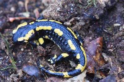 Salamandre tachetée 