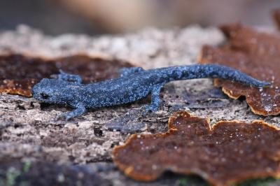 Triton alpestre 