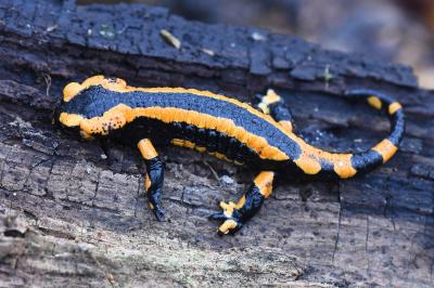 Salamandre tachetée 