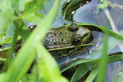 Grenouille verte 