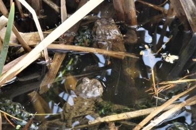 Bufo bufo