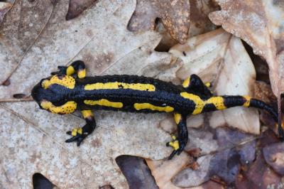 Salamandre tachetée 