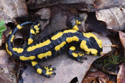 Salamandre tachetée 