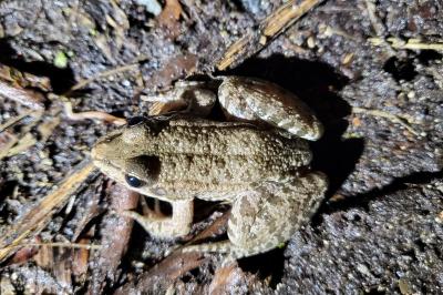 Grenouille verte 