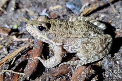 Grenouille verte 