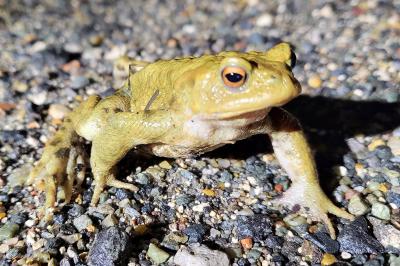 Crapaud