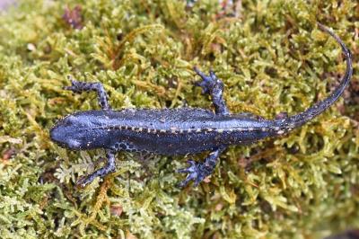 Triton alpestre 