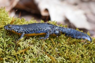 Triton alpestre 