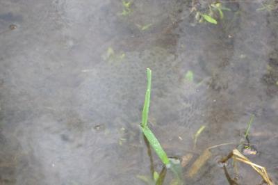 Grenouille