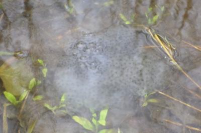 Grenouille
