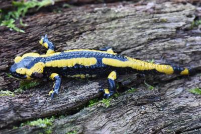 Salamandre tachetée 