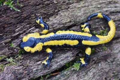 Salamandre tachetée 