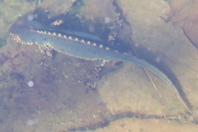 Triton alpestre 