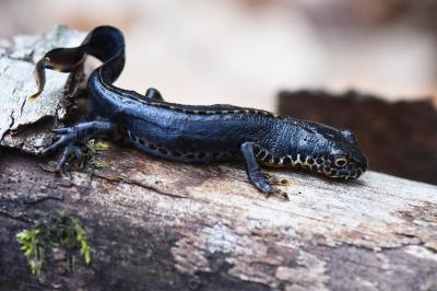 Triton alpestre 