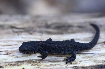 Triton alpestre 