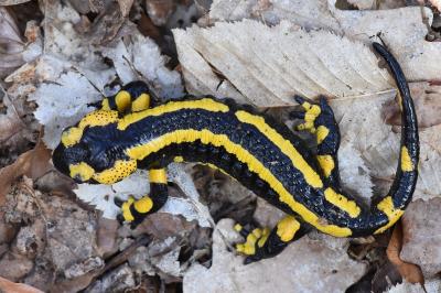 Salamandre tachetée 