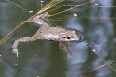 Crapaud