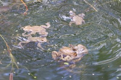 Crapaud