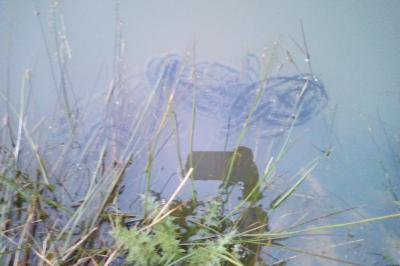 Crapaud
