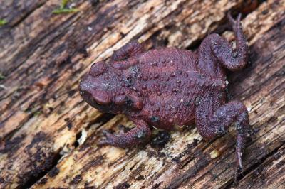 Crapaud commun 