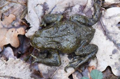 Crapaud commun 