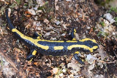 Salamandre tachetée 