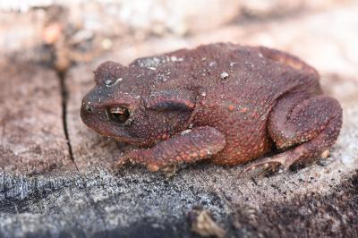 Crapaud commun 