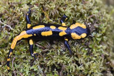 Salamandre tachetée 