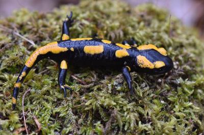 Salamandre tachetée 