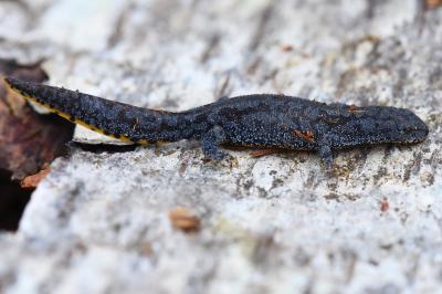 Triton alpestre 