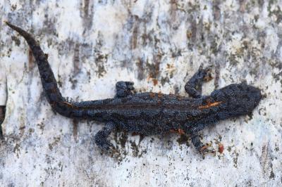 Triton alpestre 