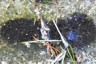 Grenouille rousse 