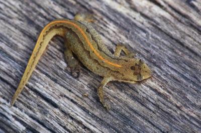 Lissotriton helveticus