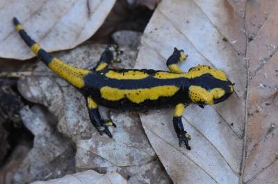 Salamandre tachetée 